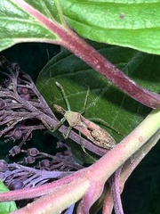 Zelus renardii