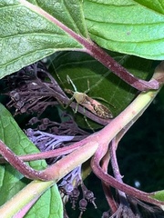 Zelus renardii