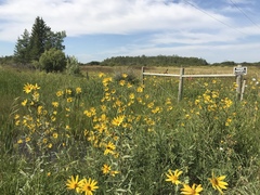 Helianthus tuberosus