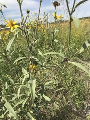Helianthus tuberosus