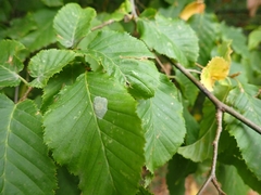 Phyllonorycter esperella