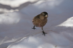 Leucosticte australis
