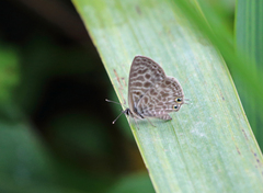Leptotes pirithous