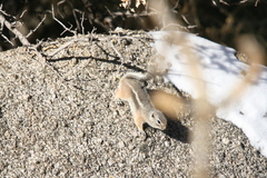 Ammospermophilus interpres