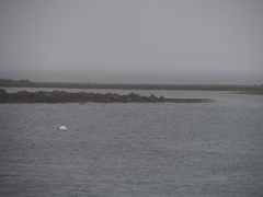 Haematopus ostralegus