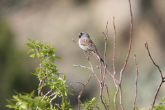 Spizella atrogularis