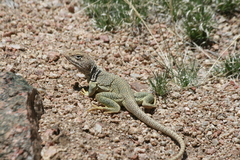 Crotaphytus collaris