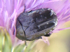 Oxythyrea