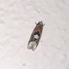 Acontiini