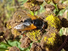 Mesembrina meridiana