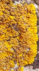 Variospora flavescens