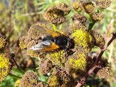 Mesembrina meridiana