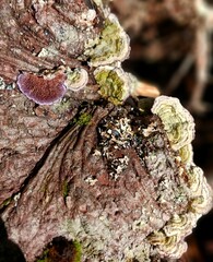 Trichaptum abietinum