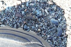 Cicindela duodecimguttata