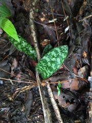 Eulophia maculata