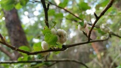 Blaesodiplosis