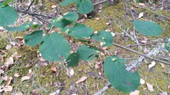 Blaesodiplosis