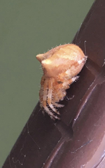 Araneus gemmoides