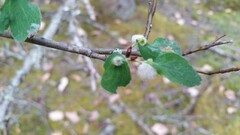 Blaesodiplosis