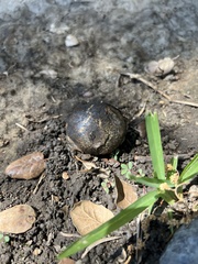 Pisolithus arhizus