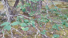 Blaesodiplosis