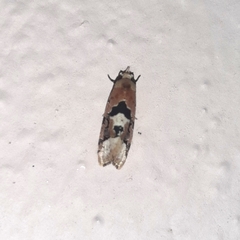 Acontiini
