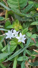 Richardia grandiflora