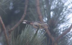 Setophaga coronata auduboni