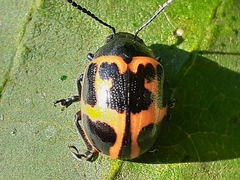 Labidomera clivicollis