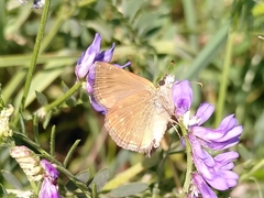 Pyrginae
