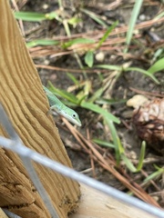 Anolis carolinensis