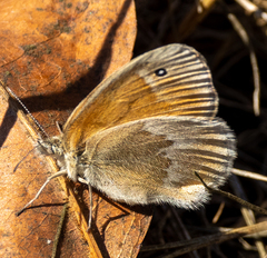 Coenonympha california
