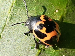 Labidomera clivicollis