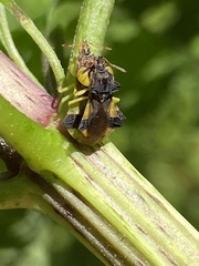 Phymata pennsylvanica