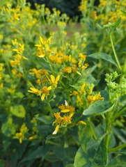 Verbesina occidentalis