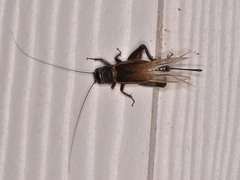Gryllidae
