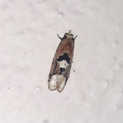 Acontiini