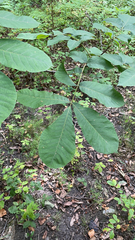 Carya tomentosa