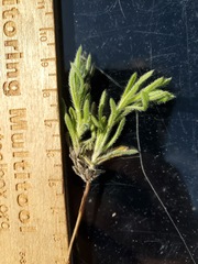 Cryptantha pterocarya