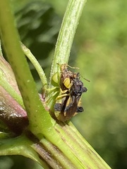 Phymata pennsylvanica