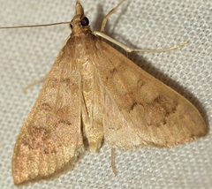 Mecyna asinalis