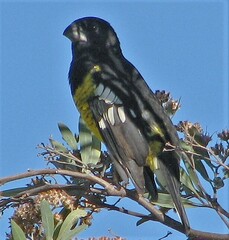 Pheucticus aureoventris