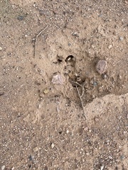 Pogonomyrmex rugosus