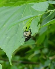 Diaprepes abbreviatus