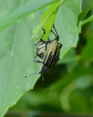 Diaprepes abbreviatus