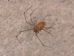 Scytodes atlacoya