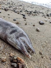 Gymnothorax castaneus