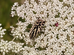 Acontia trabealis