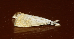 Haimbachia placidellus