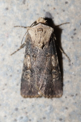 Agrotis puta